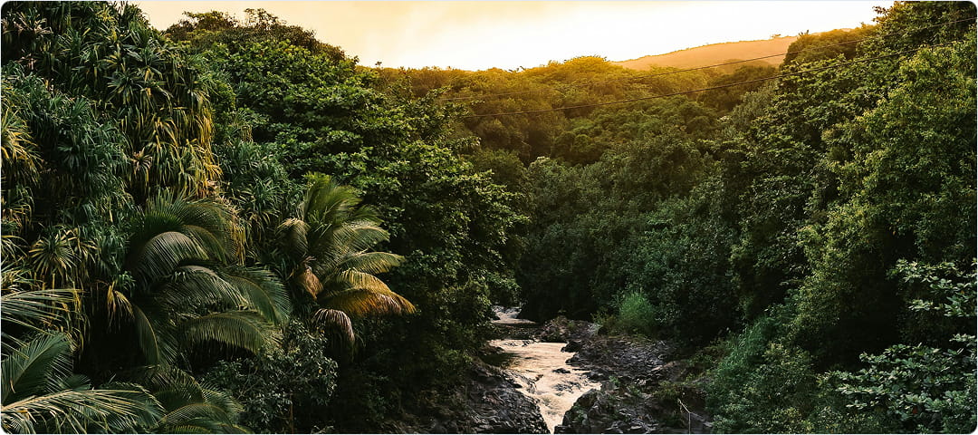 Private Tropical Rainforest Tour