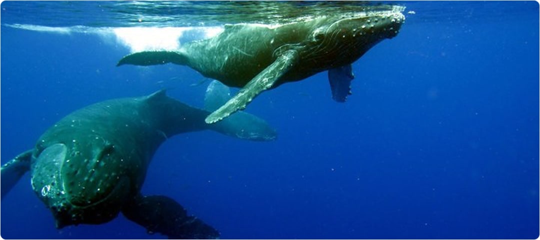 Deluxe Whale Watch Dinner Cruise (seasonal)