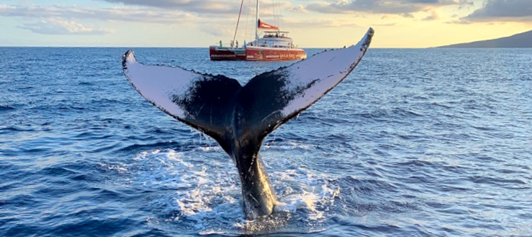 Deluxe Whale Watch Dinner Cruise (seasonal)