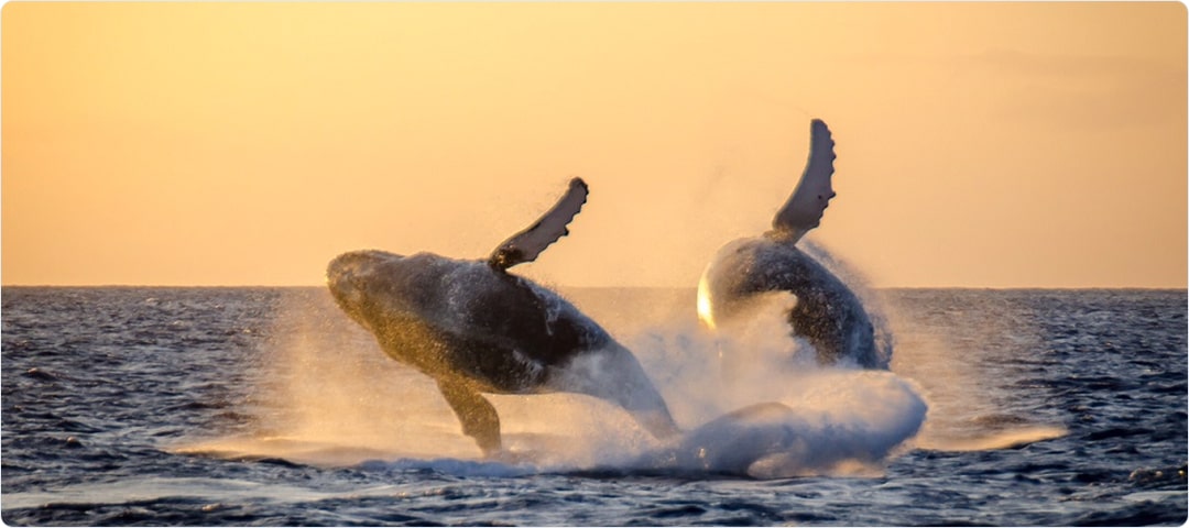 Deluxe Whale Watch Dinner Cruise (seasonal)