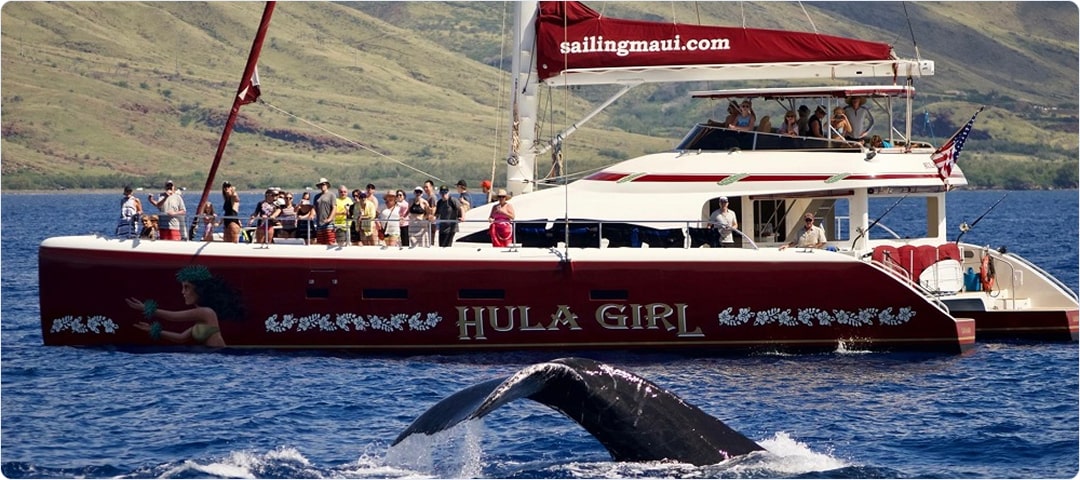 Deluxe Whale Watch Dinner Cruise (seasonal)