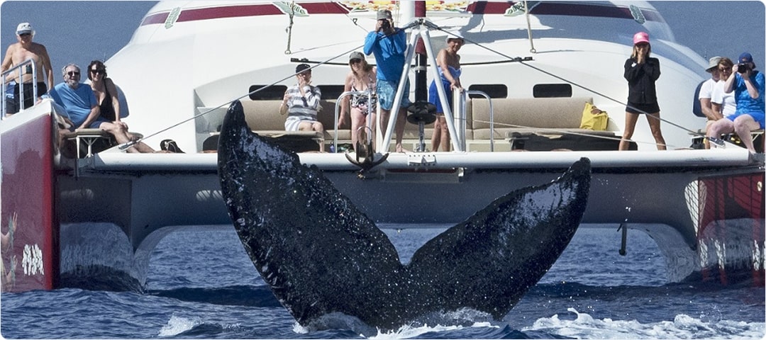 Hula Girl Valentines Whale Watch