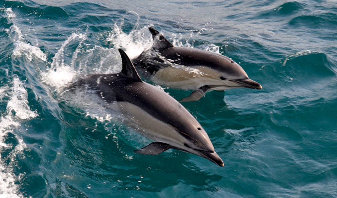 Lanai Snorkel and Dolphin Adventure