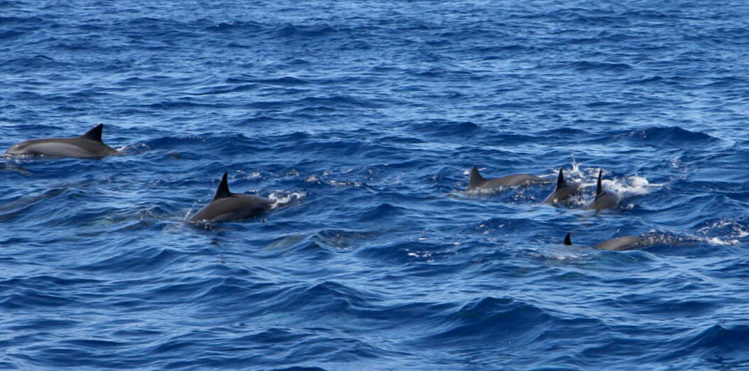 Lanai Snorkel and Dolphin Adventure