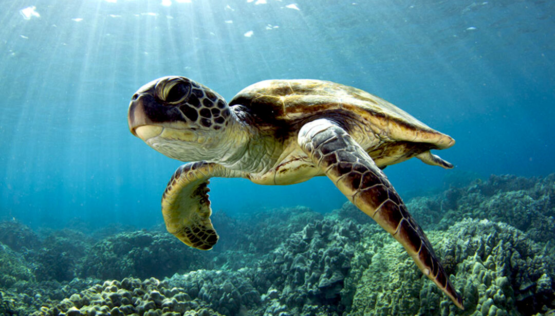 Lanai Snorkel and Dolphin Adventure