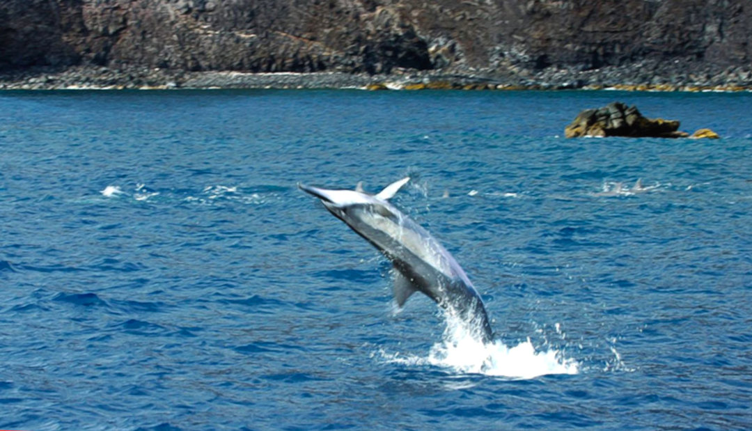 Lanai Snorkel and Dolphin Adventure