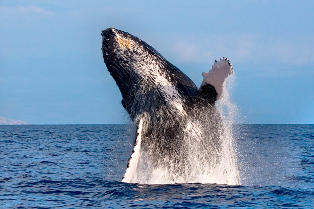 Whale Watching Adventures