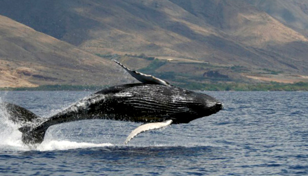Whale Watching Adventures