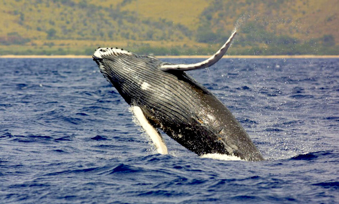 Whale Watching Adventures