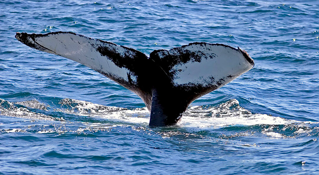 Whale Watching Adventures