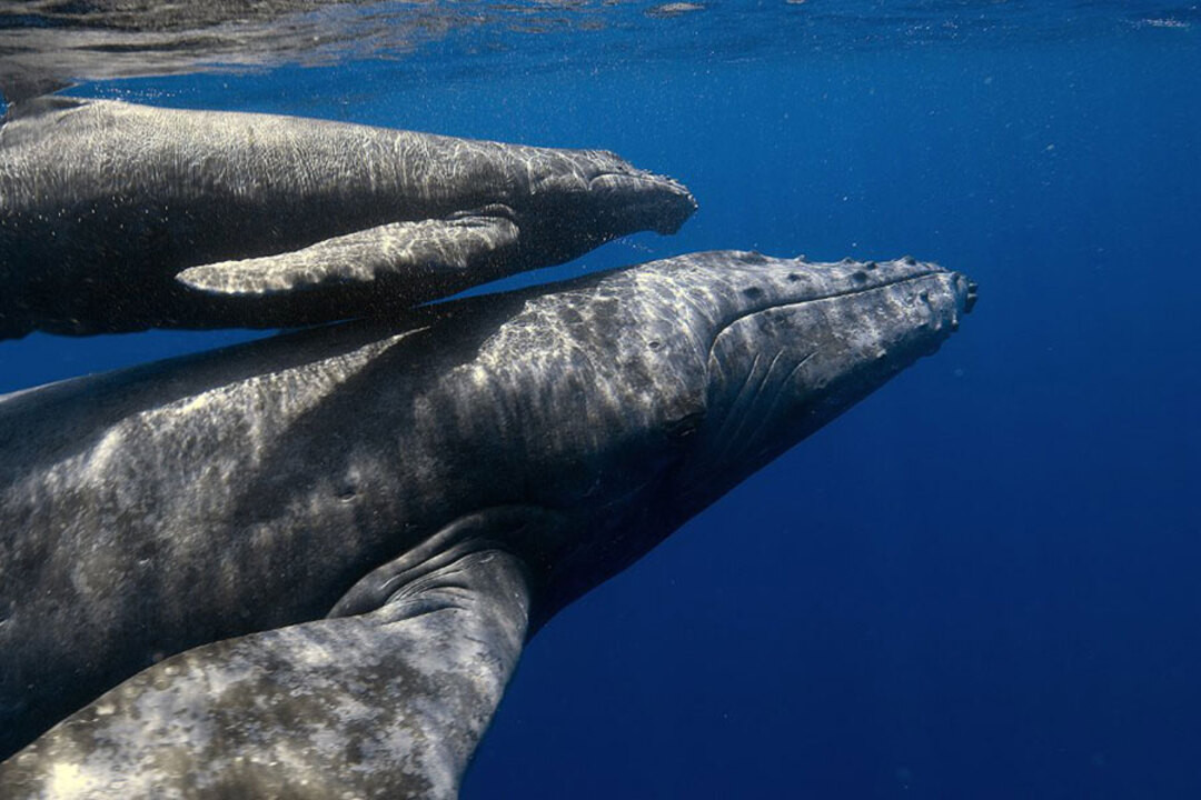 Whale Watching Adventures