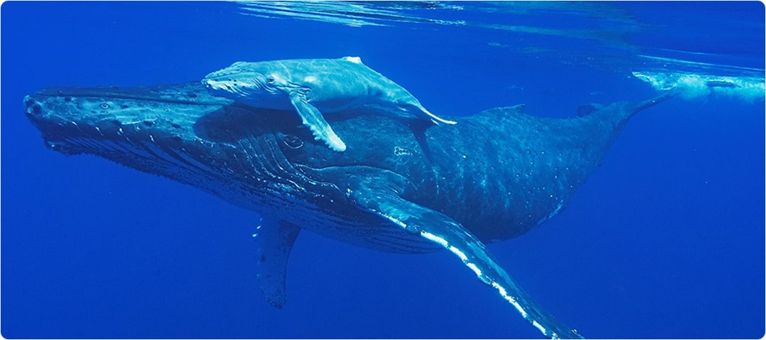 Shangri-La Snorkel & Scuba 5 Hour Charter