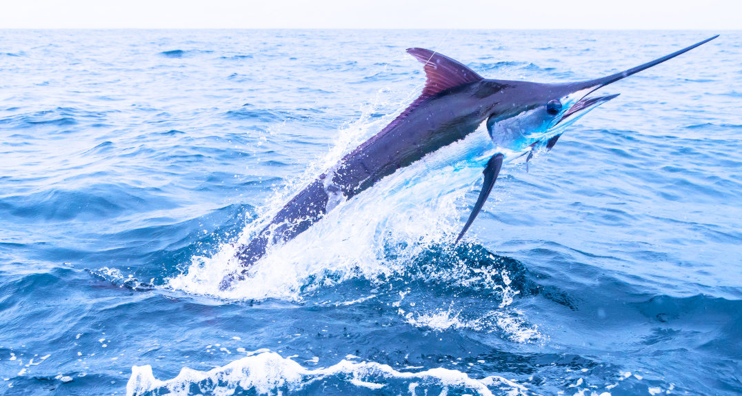 4 Hour Exclusive Private Charter Afternoon Departure