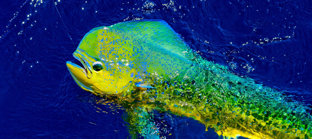 4 Hour Shared Afternoon Maui Fishing Charter