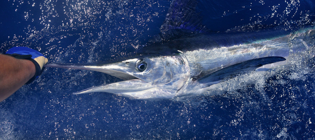 8 Hour Shared Morning Maui Fishing Charter